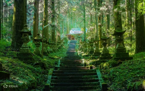 Mossy stone lanterns and towering cedars at Kamishikimi Kumanoza Shrine