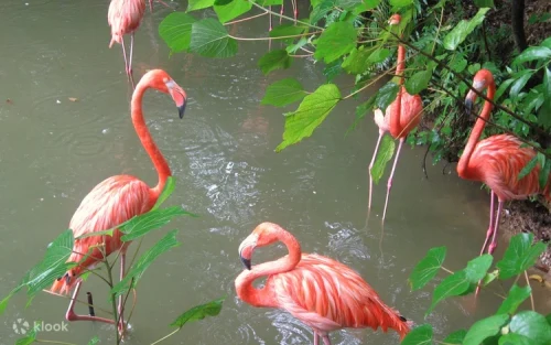 Flock of free-flying flamingos at Flamingo Lake in Nago City