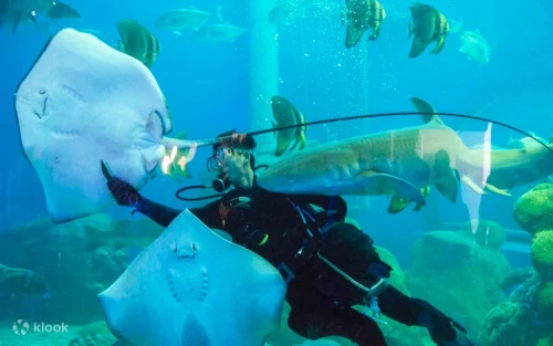 Scuba diver interacting with marine life during the daily feeding show