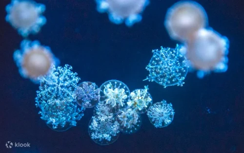 Illuminated jellyfish floating gracefully in the dark therapeutic exhibit