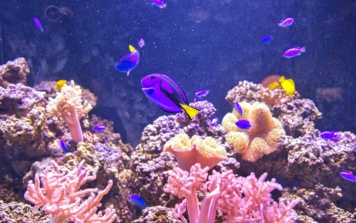 Colorful tropical fish including blue tangs in the coral reef display
