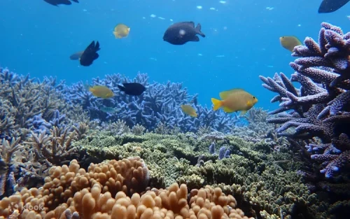 Tourists snorkeling and exploring the vibrant marine life of Penghu.