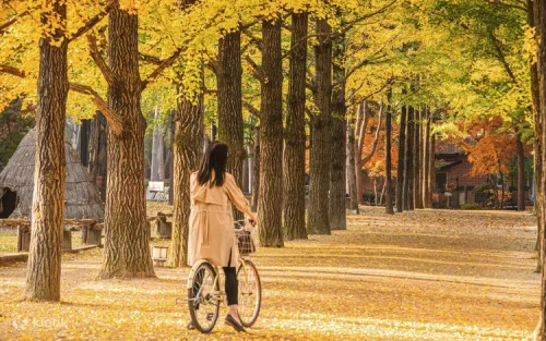 旅客正依序登上前往南怡島的寬敞直達專車