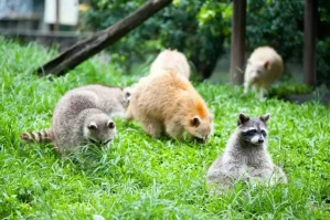 Shin Kong Chao Feng Ranch & Resort