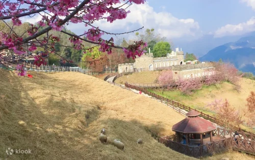 Green rolling hills and grazing sheep at Cingjing Farm