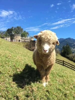 Sun Moon Lake & Cingjing Farm Day Tour from Taichung