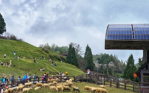 Adorable sheep grazing on the lush green pastures of Cingjing Farm