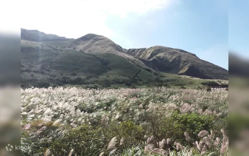 Steaming volcanic fumaroles and yellow sulfur crystals in Yangmingshan National Park