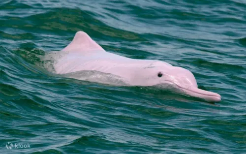 A beautiful Indo-Pacific humpback dolphin jumping out of the water near Lantau Island.
