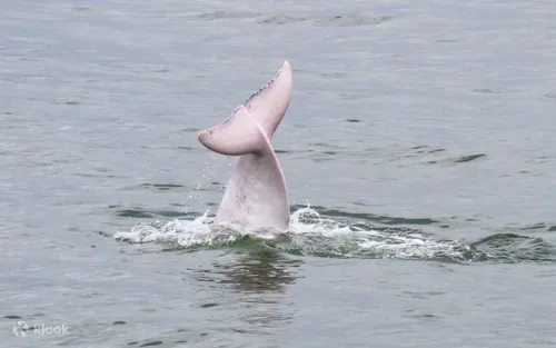 Passengers observing wild pink dolphins from a safe and eco-friendly tour boat.