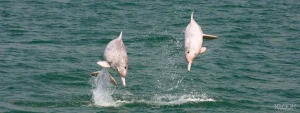 Hong Kong Pink Dolphin Sighting Tour