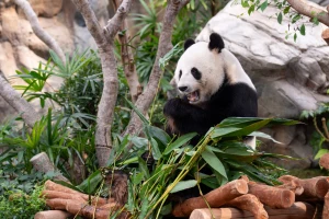 Ocean Park Hong Kong Full-Day Adventure with City Transfers