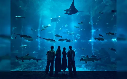 Mesmerizing moon jellies drifting in a massive 360-degree Kreisel tank.