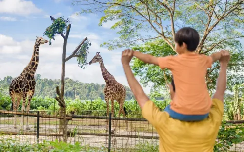 Feeding a magnificent white rhinoceros at the Singapore Zoo