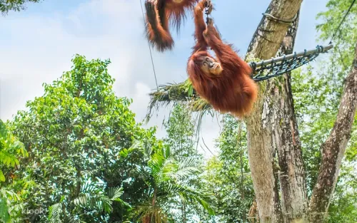 Playful orangutans swinging at the Orangutan Island and Boardwalk