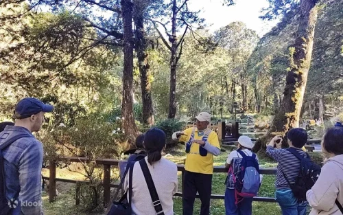Panoramic views of the magnificent mountain peaks from Alishan.