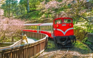 Alishan Guided Day Tour from Taichung, Chiayi, or Kaohsiung