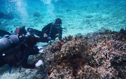 Scuba diver exploring the crystal-clear waters of Okinawa