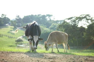 Flying Cow Ranch