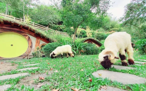 Friendly smiling sheep from the Swiss Alps in Taiwan