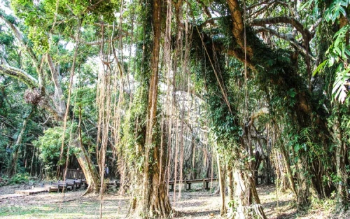 Elevated coral reef and limestone formations in Kenting National Forest