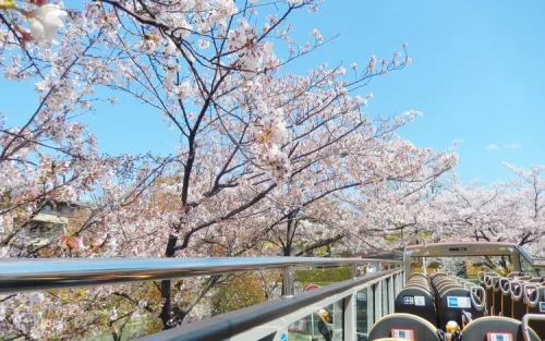 Open-top double-decker sightseeing bus driving past historic Kyoto landmarks