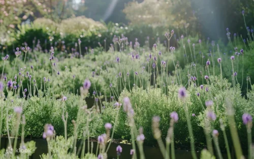 Visitors strolling through the fragrant botanical gardens at the aesthetic leisure park