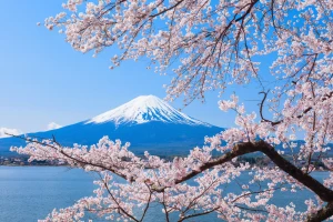 Seasonal Mt. Fuji Scenic Tour, Fruit Picking & Ropeway
