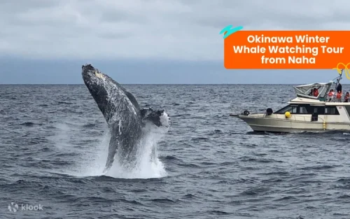 Stunning marine life exhibits at the Okinawa Churaumi Aquarium