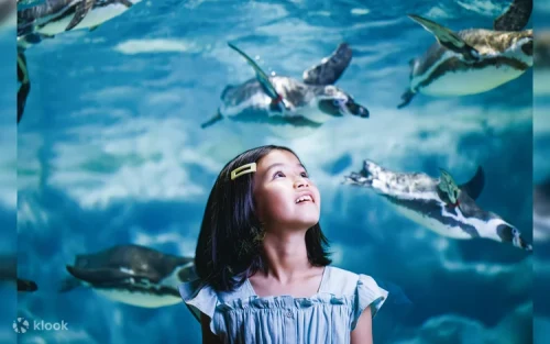 Majestic whale sharks swimming inside the famous Churaumi Aquarium