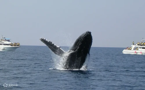 Humpback whale breaching the ocean surface during a winter cruise in Okinawa