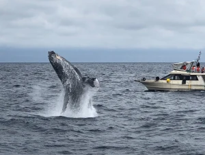 Okinawa Humpback Whale Watching Cruise