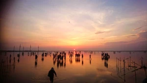 Taichung Sightseeing Day Tour: Gaomei Wetlands, Zhongshe Flower Market & Rainbow Village
