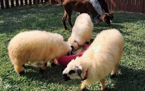 Family feeding adorable animals under professional guidance