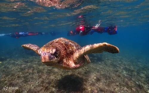 Stand-up paddleboarding over the colorful coral reefs of Taiwan