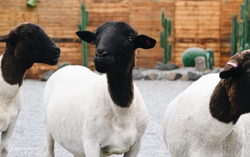 Interact with fluffy Valais Blacknose sheep and giant Sulcata tortoises roaming the farm.