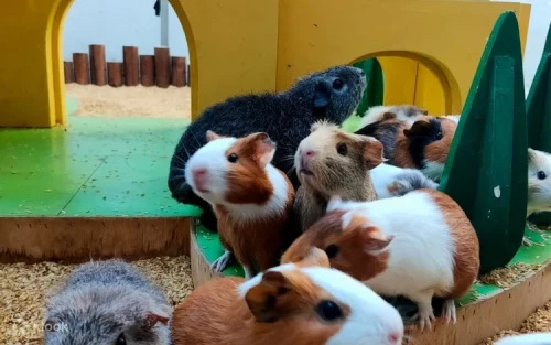 Experience Taiwan's exclusive parrot training and feeding activity perfect for families.