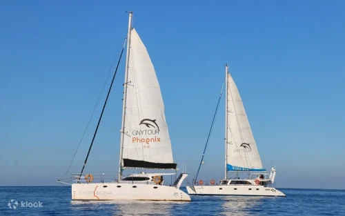 Wild Indo-Pacific bottlenose dolphins swimming alongside a luxury yacht in Jeju
