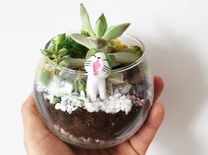 Terrarium DIY Home Kit & Workshop Experience in Singapore