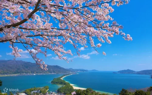 Lush green pine trees lining the famous Amanohashidate sandbar against a blue sky.