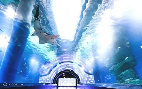 Mesmerizing illuminated jellyfish floating in vibrant LED tanks at Jellyfish Ramble