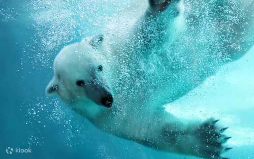 Playful seals swimming in their snowy enclosures at Asahiyama Zoo.
