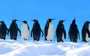 Asahiyama Zoo, Ningle Terrace, Biei & Shirahige Falls Day Trip