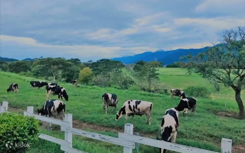 Dairy cows grazing on the lush green pastures of Chu Lu Ranch