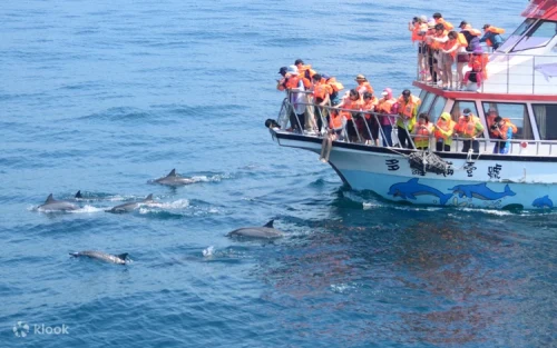 Spinner dolphins leaping from the ocean waves in Taiwan