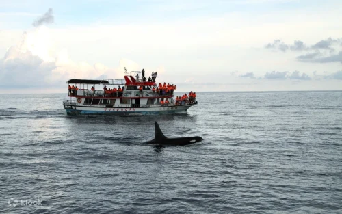 Majestic sperm whale breaching the water surface in Hualien
