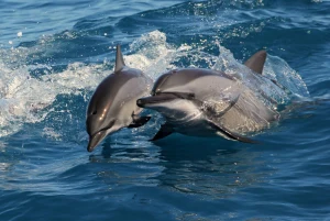 Taroko Ocean Whale Watching Tour in Hualien
