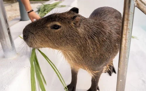 Unique capybara swimming experience in Taiwan