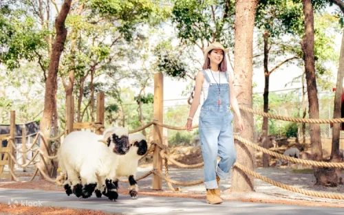 Adorable Valais Blacknose Sheep grazing at the petting zoo