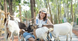 Meimea Shangshu Cute Pet Paradise